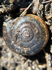 Helminthoglypta umbilicata