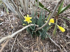 Narcissus pseudonarcissus