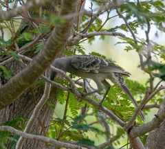 Chlamydera nuchalis