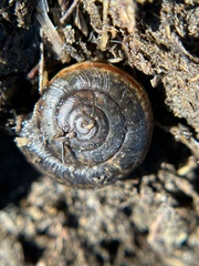 Helminthoglypta umbilicata