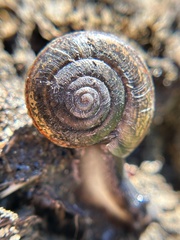 Helminthoglypta umbilicata