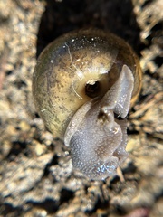 Helminthoglypta umbilicata