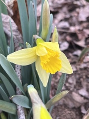 Narcissus pseudonarcissus