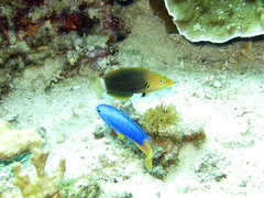 Halichoeres podostigma