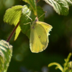 Colias interior