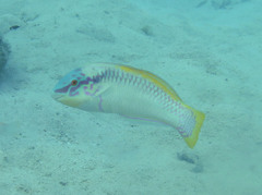 Halichoeres scapularis