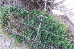 Chenopodium triandrum