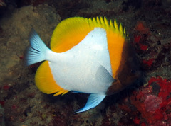 Hemitaurichthys polylepis