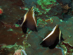 Heniochus varius