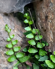 Asplenium vespertinum