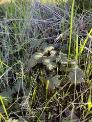 Sanicula crassicaulis