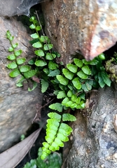 Asplenium vespertinum