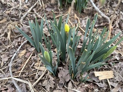 Narcissus pseudonarcissus