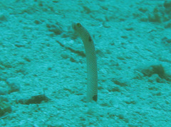 Heteroconger hassi