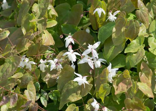 Epimedium X youngianum
