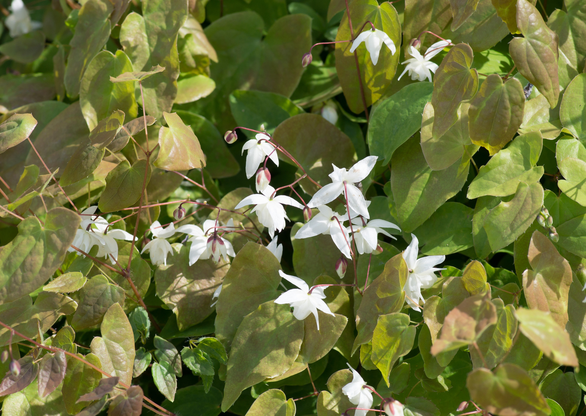 Epimedium X youngianum