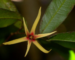 Meiogyne stenopetala