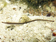 Hippichthys penicillus