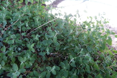 Chenopodium triandrum