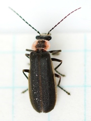 Podabrus brevicollis