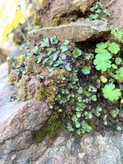 Asterella