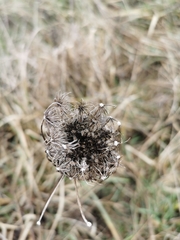 Daucus carota