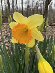 Narcissus