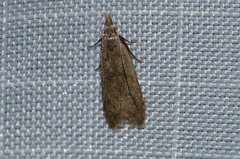 Dichomeris punctipennella