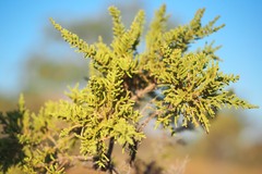 Calytrix exstipulata