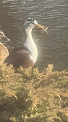 Anas platyrhynchos domesticus