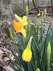 Narcissus