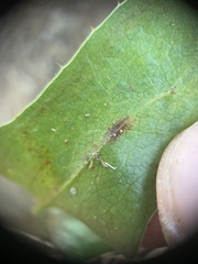 Marmara smilacisella