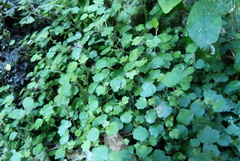 Australina pusilla pusilla