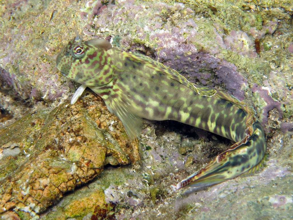Streaky Rockskipper