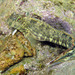 Dussumier's Rockskipper - Photo (c) Sylvain Le Bris, some rights reserved (CC BY-NC), uploaded by Sylvain Le Bris