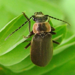Podabrus brevicollis