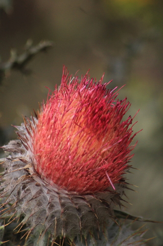 Image of Cirsium ehrenbergii by (c) Ricardo Betancourt Sánchez, some rights reserved (CC BY)