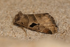 Plagiomimicus pityochromus