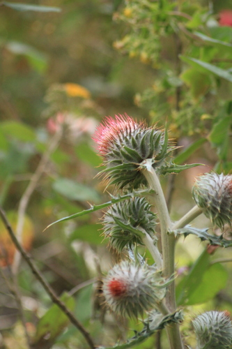 Image of Cirsium ehrenbergii by (c) Ricardo Betancourt Sánchez, some rights reserved (CC BY)