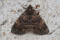 Metalectra miserulata