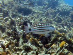 Lutjanus decussatus
