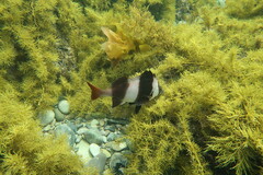 Pseudogoniistius nigripes