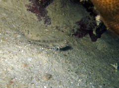 Macrodontogobius wilburi