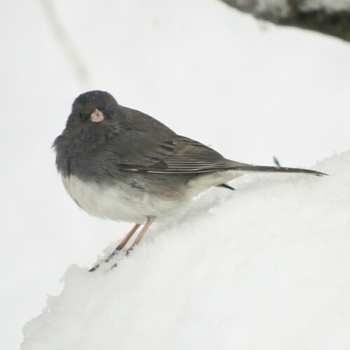 Dark-eyed Junco photographed in Wisconsin