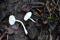 Leucoagaricus crystallifer