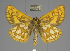 Carterocephalus skada