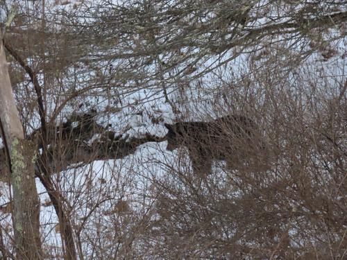 American Black Bear photographed in Maryland