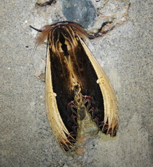 Truncaptera gigantea