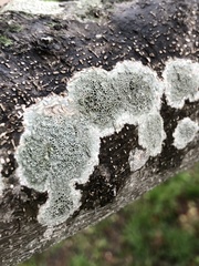 Lecanora