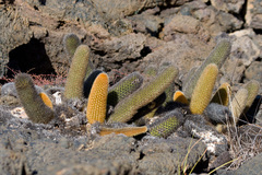Brachycereus nesioticus